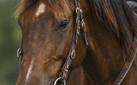 Close-up editorial study of a brown horse in a bridle.